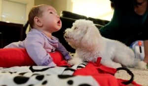 Mascotas ayudan a reducir el desarrollo de alergias y la obesidad en los bebés