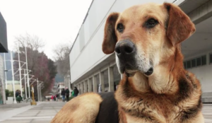 VIDEO | La emotiva despedida que le dedicó la UdeC a Sir Perro