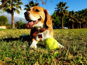 Multa de $1,4 millones por no limpiar heces y todo lo que debes saber sobre la ley de tenencia responsable