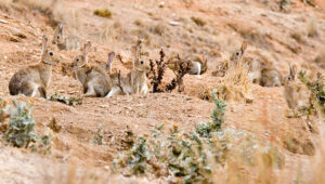 La polémica decisión de Australia de liberar un virus mortal para eliminar la plaga de conejos