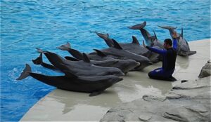 Francia prohíbe la cría de delfines y ballenas en cautiverio
