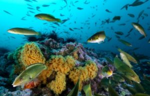 National Geographic descubre el lugar de Chile con mayor cantidad de peces