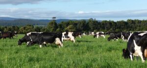 Biogás hecho de estiércol de vaca reduce hasta un 20% el consumo de leña en el sur de Chile