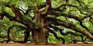 En el día del Medio Ambiente: Democracia para defender la naturaleza