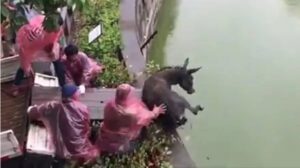 Lío judicial en zoológico chino termina con un burro devorado por tigres hambrientos