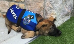 Cachorro sacado de la policía por 