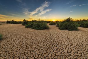 Plantas podrían sobrevivir el doble de tiempo a las sequías