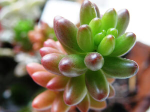 Vecinos de Concón reciben cientos de plantas nativas en el mes del Medio Ambiente