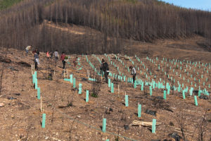 Con plantación de árboles nativos comienza la reforestación en el Maule