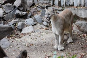 FOTO | Ministro de Medio Ambiente denuncia cacería de puma en Chile Chico