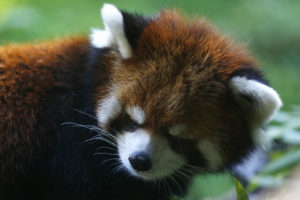 Panda rojo se fuga del zoológico de Santiago