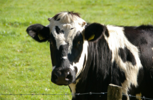 Estudio descubre la clave para que las vacas produzcan más leche