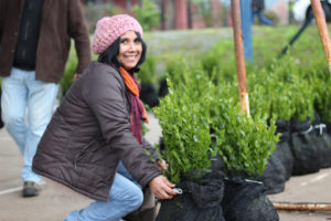 Maule reforestará zonas afectadas por los incendios estivales