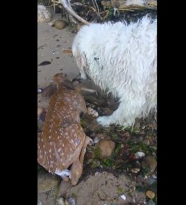 VIDEO | Perro salva a cría de ciervo de ahogarse