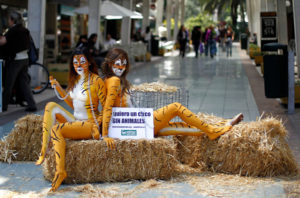 Senado rechazó norma que prohibía la presencia de animales en los circos