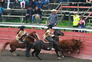 Alcalde de Ñuñoa confirma que no habrá rodeo en la Fiesta Chilena del Estadio Nacional
