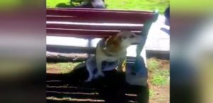 Falleció perro baleado por carabinero en Plaza de Armas de Vallenar