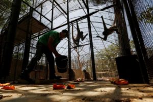 Denuncian robo de animales en zoo de Venezuela para consumo humano