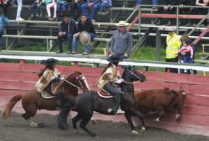 La querella por maltrato animal que tiene al rodeo en aprietos