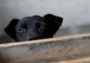 Rescatan a 15 perros abandonados en un departamento de Providencia
