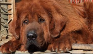 Justicia de EE.UU. ordena cortar cuerdas vocales a perros por ladrar mucho