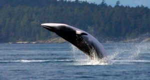 Japón mata a más de 175 ballenas en el Pacífico y lo justifica 