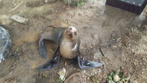 VIDEO | Brutal maltrato animal: lobo marino murió tras ser torturado