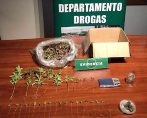 Gran golpe al narcotráfico: Detienen a hombre que denunció robo en su casa por tener plantas de marihuana