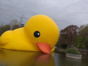 Pato de Hule volverá a nadar en Quinta Normal 