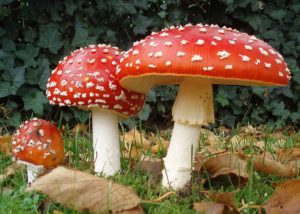 Alcaloide presente en hongos alucinógenos podría ser eficaz antidepresivo