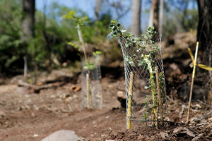 La decisión se acerca: el futuro está en nuestras manos