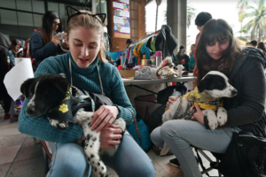 Minsal elimina polémico artículo que limitaba número de mascotas por metro cuadrado