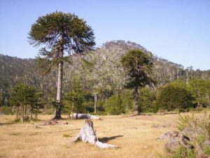 Los beneficios de una Región de Nahuelbuta