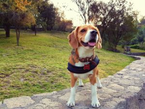 Los tres polémicos artículos del reglamento de tenencia responsable de animales que el Gobierno eliminará