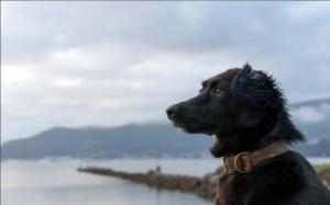 VIDEO | Comando, Floppy y Ramiro: los tres perros que esperan a la única mujer abordo del submarino argentino