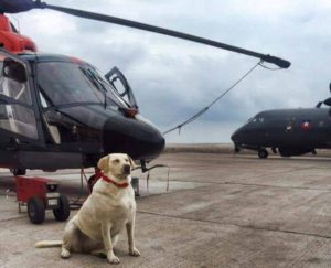 Valentina Gan: la perrita rescatada que se convirtió en cabo primero de la Aviación Naval