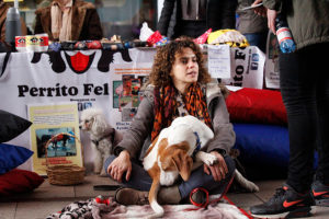 Organizaciones animalistas repudian reglamento del Ministerio de Salud que limita número de mascotas por metro cuadrado