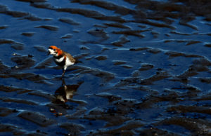 El futuro de los océanos