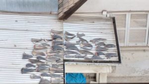 FOTOS | Sernapesca indaga aletas de tiburón en techo de oficina de embajada de Vietnam