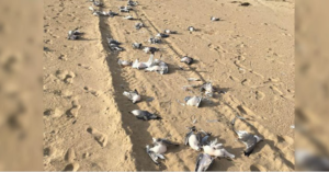 Encuentran más de 200 gaviotas muertas en playa de Tunquén