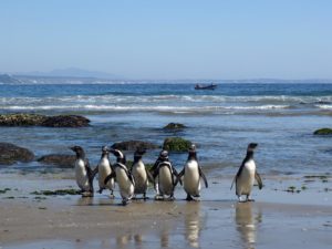 Directora de Sernatur Magallanes quiere incluir al pingüino en el escudo nacional
