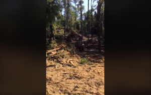VIDEO | Desastre natural: denuncian destrucción de reconocido sector del Río Trancura en Pucón