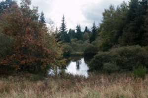 Ministerio de Agricultura dicta decreto que regula extracción de musgo de turberas