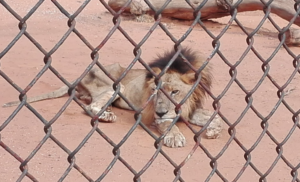 Sacrifican animales para alimentar a otros en el zoológico de Venezuela