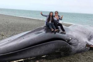 Jóvenes rayan con spray y se suben sobre ballena muerta en Magallanes para tomarse selfies