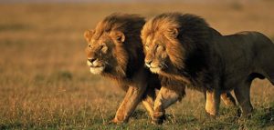 Manada de leones devora a cazador ilegal en Sudáfrica