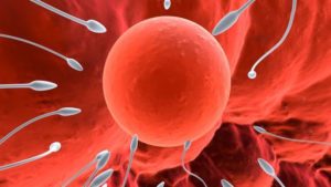 Científicos cultivan por primera vez óvulos humanos en un laboratorio