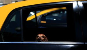 Sigue estos consejos para transportar a tu perro en un vehículo