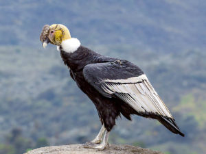 Lo Barnechea concluyó la construcción de inédito suplementero de cóndores