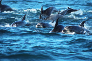 Organizaciones nacionales e internacionales exigen creación de Área Marina Protegida en La Higuera y Punta de Choros